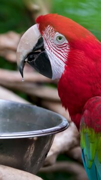 Adorable parrot,Sun conure bird,Green-cheeked conures bird and Cockatiel bird holding and eat plant in the cage.Cute parrot.