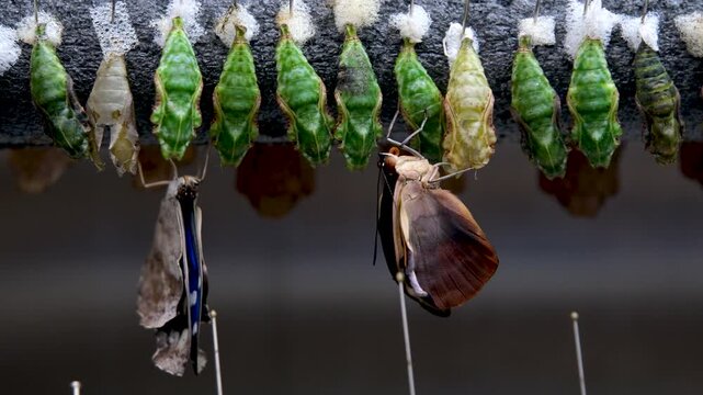 Butterfly pupae suspended from sticks inside an artificial. temperature and humidity controlled incubator.