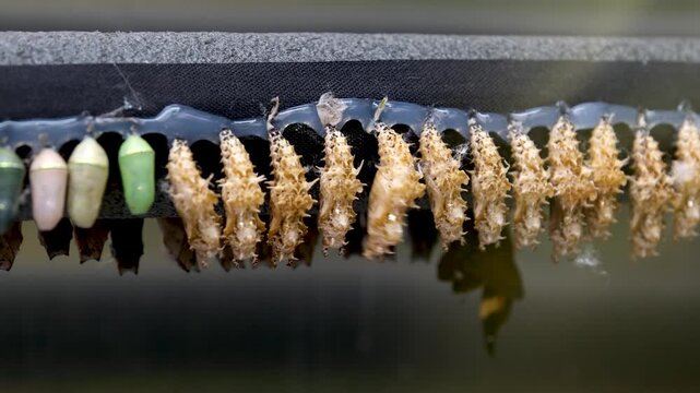 Butterfly pupae suspended from sticks inside an artificial. temperature and humidity controlled incubator.