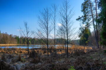 Zbiornik wodny Wyżary, Puszcza Knyszyńska, Podlasie, Polska © podlaski49