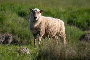 Fototapeta premium Mouton Belle Ile