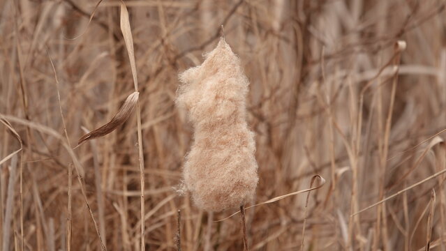 Przekwitająca pałka tataraku na tle uschniętych liści tataraku