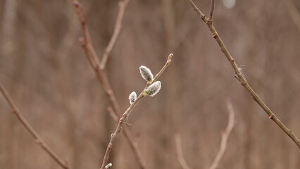 Bazie na gałązce wierzbowej w okresie wczesnej wiosny © tomo81