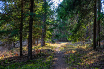 Fototapeta premium Zbiornik wodny Wyżary, Puszcza Knyszyńska, Podlasie, Polska