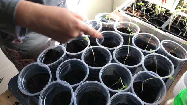 A woman is engaged in pricking out seedlings. She transplants seedlings from a common container into separate containers. Close-up.