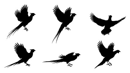 Pheasant bird silhouettes collection, flying game bird vector set, wild pheasant hunting graphics, black animal shapes on white background © DesignHost