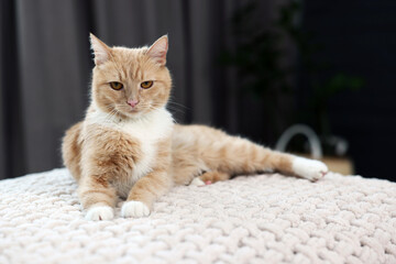 Obraz premium Cute ginger cat lying on blanket indoors, closeup. Space for text