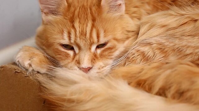 Fun orange thinking emotional maine coon cat with cute whiskers lying with sleepy calm eyes. Closeup pet portrait in home, series with different real emotions and angles
