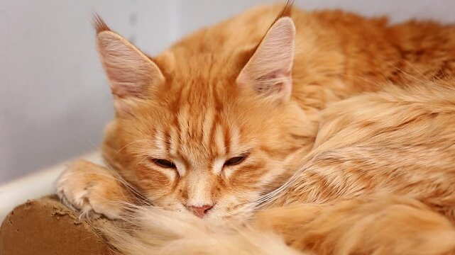 Fun orange thinking emotional maine coon cat with cute whiskers lying with sleepy calm eyes. Closeup pet portrait in home, series with different real emotions and angles