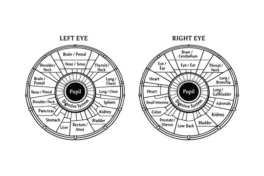 Anatomical representation of iris mapping for left and right eyes and their corresponding body parts Vector