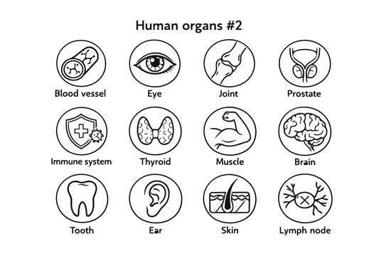 Illustrated guide to various essential human organs and body parts Vector