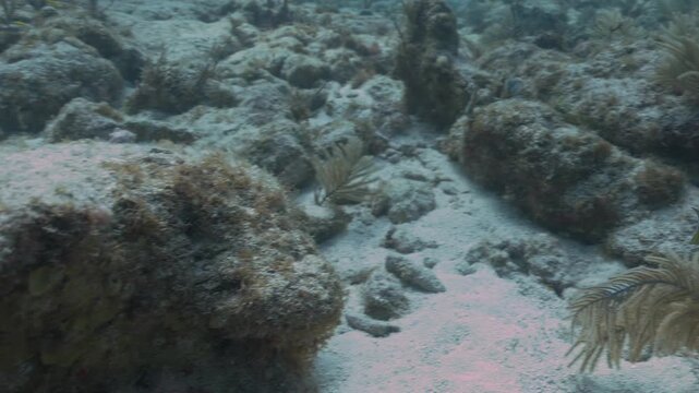 Two doctorfish tangs Acanthurus chirurgus swimming underwater near a coral reef