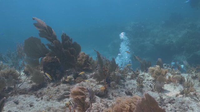 Underwater coral reef landscape with tropical fish and SCUBA diver
