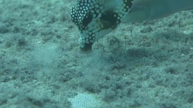 Spotted Trunkfish Lactophrys Bicaudalis swimming and feeding underwater