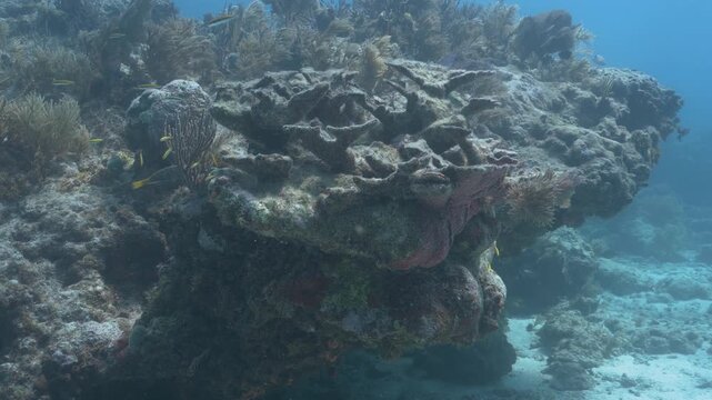 Underwater scene of tropical fish on coral reef