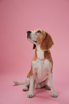 A Beagle sits with an upward gaze, its eyes full of curiosity against a pastel pink background. The soft lighting creates a warm and friendly atmosphere in the studio.