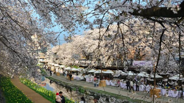 Cherry Blossom Timelapse at Mugeocheon Stream with Busy Market and Walking Crowd, Ulsan South Korea