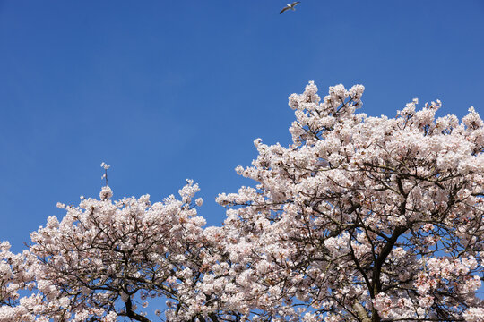 Blossom in the spring time in a park in The Hague, The Netherlands.