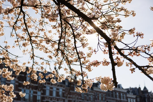 Blossom in the spring time in a park in The Hague, The Netherlands.