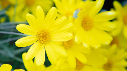 Ramo de margaritas amarillas en primavera © Alex Manzanares