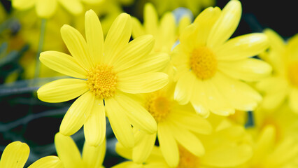 Algunas flores de color amarillo completamente abiertas en primavera © Alex Manzanares