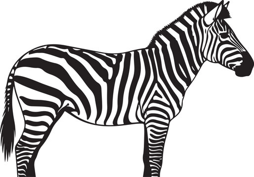 Black and white zebra standing profile view striped