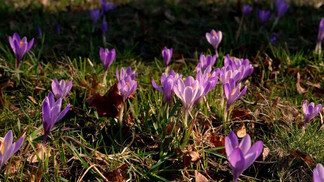 Purple crocus blossoms growing in meadow, beautiful spring flowers forming natural floral background, fresh seasonal landscape and gentle nature scene.