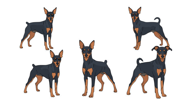 Miniature pinscher dog set showing five different standing and profile poses with black and tan markings on a white background.