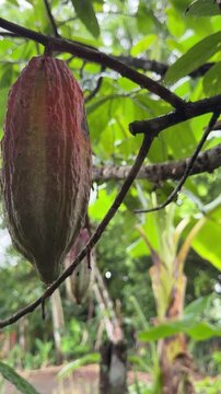 Cacao Pods Hanging from a Tree 