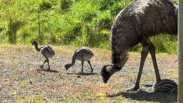 Two Baby Emus and Their Father ((Dromaius novaehollandiae) Protecting Them