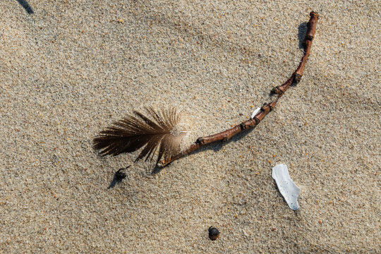 A delicate bird feather lies partially buried in fine beach sand, highlighting natural texture, soft lines, wind patterns and the quiet, contemplative mood of a coastal shoreline.
