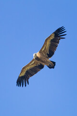 Obraz premium Close-up of a Griffon Vulture (Gyps fulvus) in flight, nature wildlife