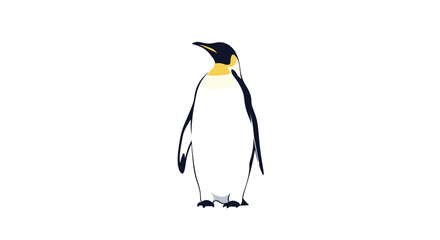 Fototapeta premium Majestic emperor penguin standing tall with its characteristic yellow and orange markings on a clean white background.