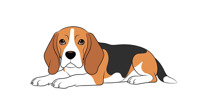 Adorable beagle dog lying flat on its belly with big brown eyes looking forward on a plain white background.