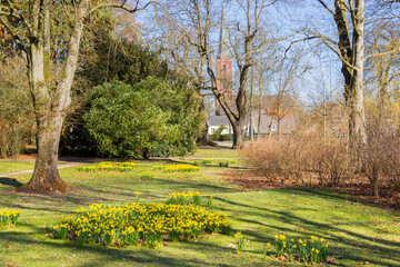Yellow narcissus spring flowers in the park in Moers, Germany © venemama
