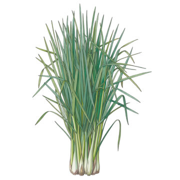 Illustration of a fresh lemongrass plant bundle