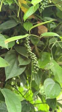 Closeup of Black Peppercorns on a Vine (Piper nigrum)