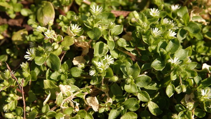 Zielone runo w lesie z widocznymi delikatnymi białymi kwiatkami. Roślinność odradzająca się po okresie zimowym. © tomo81