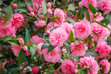 Obraz premium Bright Pink Spring Flowers Bloom in a Garden During the Sunny Days of Early Spring Season With Green Leaves Around Them