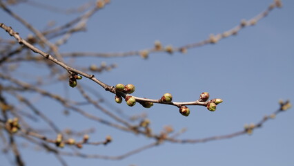 Pąki rozkwitającej wiśni w okresie wiosennym © tomo81
