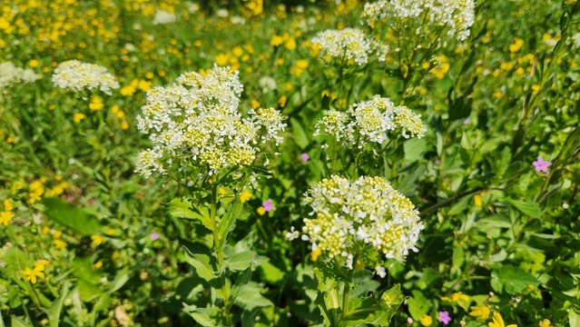Hoary cress (Lepidium draba), erect rhizomatous perennial found on waste ground, roadsides, railways, arable land, pasture and on sandy soil by the sea. Often limited to hedgerows and field margins bu