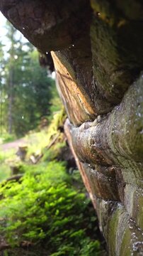 Detailed slow motion shot of water droplets falling from mossy rock wall in Norwegian forest. Pure natural resource, calm atmosphere and sustainable ecosystem concept in wild nature.