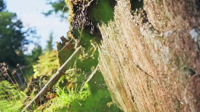Detailed slow motion shot of water droplets falling from mossy rock wall in Norwegian forest. Pure natural resource, calm atmosphere and sustainable ecosystem concept in wild nature.
