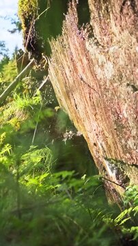 Detailed slow motion shot of water droplets falling from mossy rock wall in Norwegian forest. Pure natural resource, calm atmosphere and sustainable ecosystem concept in wild nature.