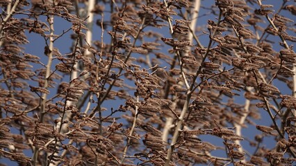 Drzewo topoli w okresie wczesnej wiosny  © tomo81