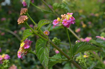 Kwiaty lantany pospolitej (Lantana camara) w ogrodzie, kolorowe kwiatostany © Ewa