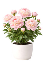 Fototapeta premium Pink peonies in a white pot with green leaves and buds flowers transparent background