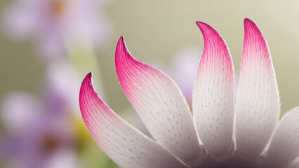 Fototapeta premium Close-up Pink Flower Petals in Soft Light