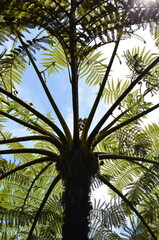 Paproć drzewiasta (Cyathea sp.) widziana od dołu, tropikalny ogród w Funchal (Madeira, Portugal) © Ewa