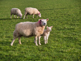Obraz premium Ewe and lamb stand in a grassy field with other sheep grazing in Derbyshire UK, a warm rural spring scene with a natural pastoral feel